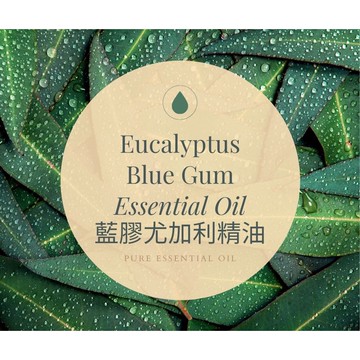 【MW精油工坊】 藍膠尤加利 Eucalyptus Blue Gum Essential Oil 10ml