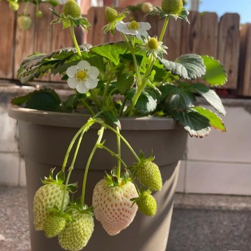 🍓（天使AE草莓種子）當年新種 口感細膩 甜度較高 超甜四季室內外陽臺盆栽種子 新種超易發芽