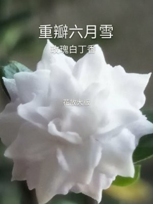 天穎穎園藝 重瓣六月雪 日本白玫瑰香丁木 苗 隨機出貨 110 4 1更新 Yahoo奇摩拍賣 Line購物