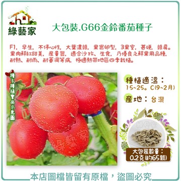 【綠藝家】大包裝G66金鈴蕃茄種子0.2克(約65顆)