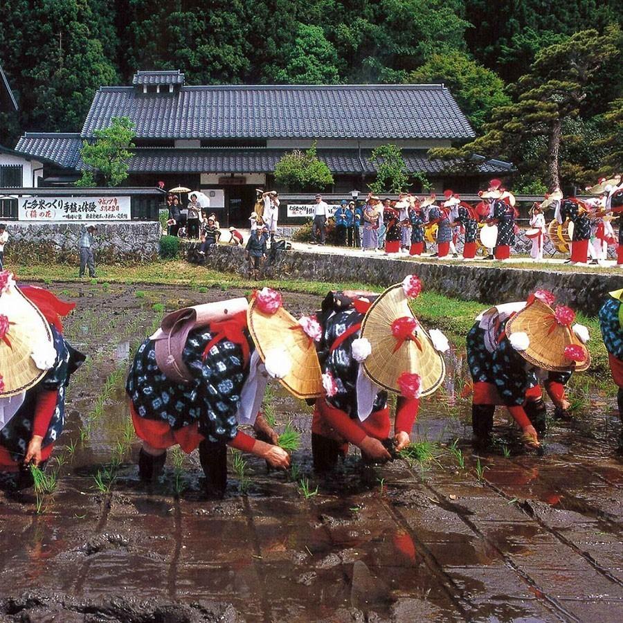 仁多米 コシヒカリ 10kg 5kg×2袋 島根県産 令和5年産 米 お米 白米 うるち米 精白米 ごはん