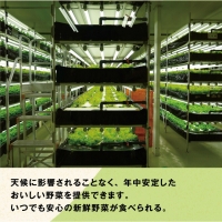 10-03 植物工場産野菜・お徳用12セット（１年契約）１セット×１２回