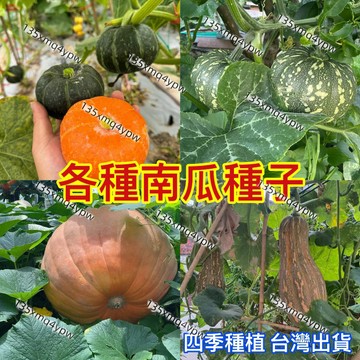 台灣現貨 南瓜種子（50粒）今年新種 無蔓南瓜鴛鴦梨南瓜板栗貝貝南瓜種子超高發芽 四季庭院陽台菜園種植自留老南瓜種子