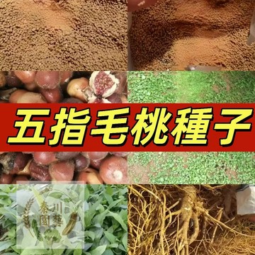 嘉儀現貨（五指毛桃種子）五指毛桃牛奶樹種子五叉苦樹南北方四季種植中藥材庭院陽台盆栽細葉牛奶根煲湯