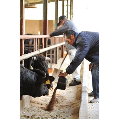 ふるさと納税 土庄町 小豆島オリーブ牛カルビ焼肉450g