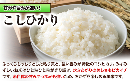 令和5年産 新米 青空市きらりの お米 10kg 岡山県産 ミルキークイーン×こしひかり 青空市きらり《30日以内に発送予定(土日祝除く)》岡山県 矢掛町 白米 精米 米 コメ