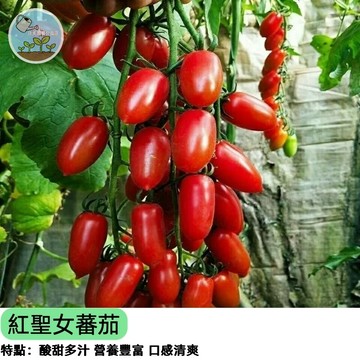 🍅【爆紅人氣款】紅聖女番茄種子 聖女小番茄 皮薄多汁超甜 陽台盆栽專用 新手必成功 生吃水果 親子種植 四季播種新手好養