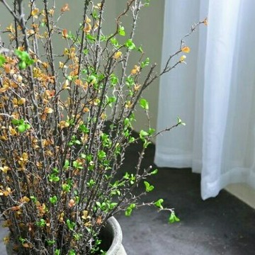 利弗蒂荊棘刺枝 精致仿真植物樹枝 插花裝飾高檔另類個性