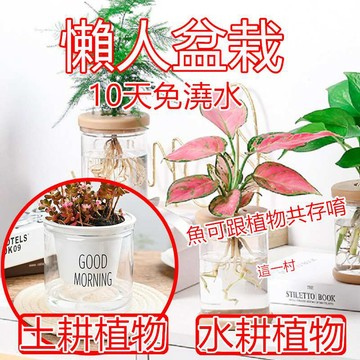這一村 實拍 現貨 免澆水盆栽 園藝 水培花盆 水耕盆栽 懶人盆栽 懶人花盆 水耕花器 水培 多肉花盆 水耕 魚缸 養魚