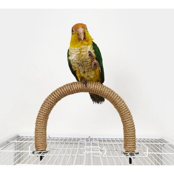 香濃❤U型麻繩站桿  多功能站棒鸚鵡鳥玄鳳玩具寵物用品粗