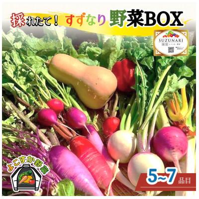 ふるさと納税 横須賀市 すずなり採れたて野菜BOX(お試し) 60サイズ