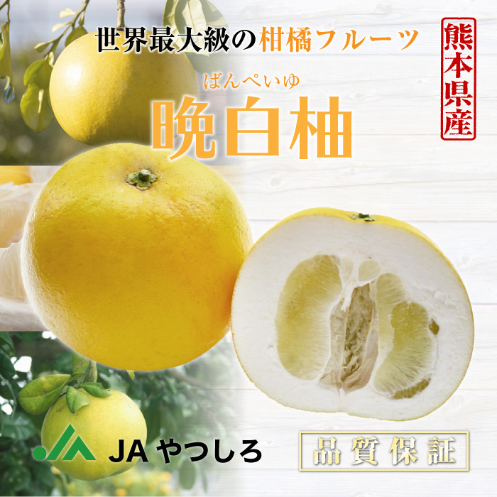 [予約 2023年12月31日必着] 晩白柚 3玉 約4～5kg 熊本県八代産 化粧箱 高品位  大晦日必着指定 冬ギフト お歳暮 御歳暮