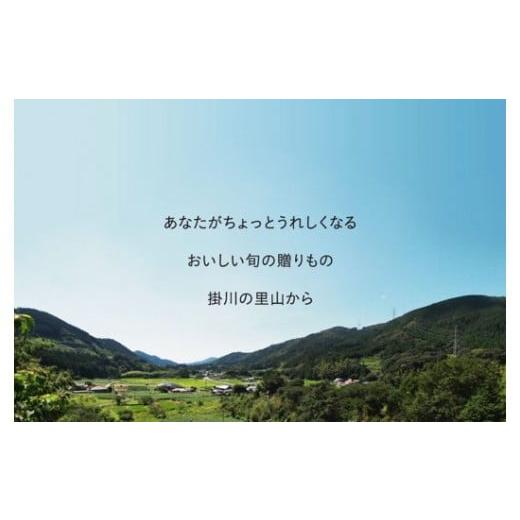 ふるさと納税 静岡県 掛川市 ５４０５　しばちゃんのジャージー牛乳「飲むヨーグルト」１４５ｍｌ×１０本セット 令和5年9月からの発送 柴田牧場