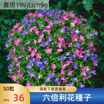 現貨💐【稀有六倍利花種子】💐 （250粒） 四季種易活 花海爆盆 室內室外陽臺盆栽種子 觀賞花卉植物種子 多色可選