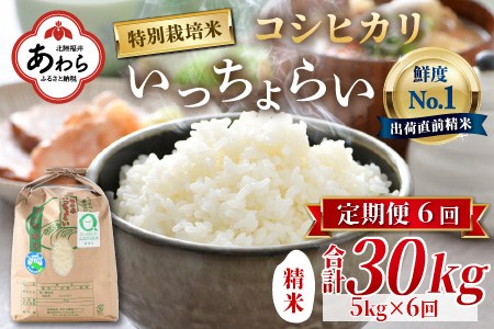 《定期便6回》特別栽培米 いっちょらい 精米 5kg（計30kg）／ 福井県産 ブランド米 コシヒカリ ご飯 白米 新鮮 大賞 受賞 新米