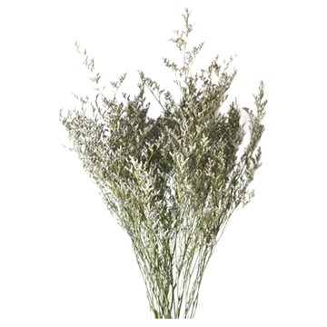 情人草 原色(120g) 1入