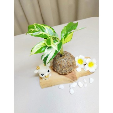 《Kamata🌈》苔球☘️ 油畫竹芋 ☘️ 桌上型水苔球 手作苔球 多肉 療癒小品 辦公室小物 室內觀葉植