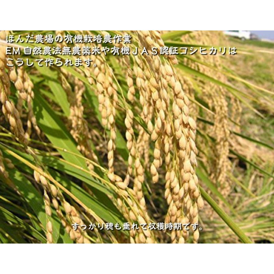 令和5年産 新米 無農薬  有機米 天日干し こしひかり 食用玄米30kg  天地の誉 EM 農法 JAS  オーガニックお米