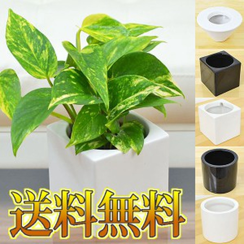 送料無料 ミニ観葉植物 ポトス ハイドロカルチャースタイリッシュ陶器鉢付き 通販 Lineポイント最大1 0 Get Lineショッピング