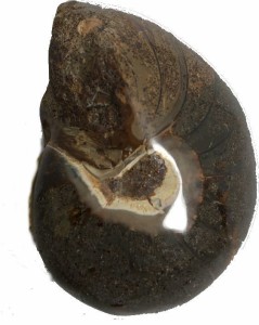 オーム貝化石 オーム貝 化石 化石標本 マダガスカル産 Nautiloid オウム貝 オウムガイ 現物販売 1424 通販 Lineポイント最大get Lineショッピング