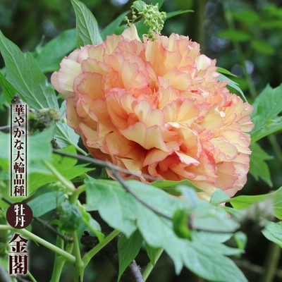 春の花様　角19.2L　6本 春の花様角19.2L6本