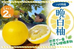 八代市産 晩白柚 2玉 柑橘 果物 フルーツ 熊本県産
