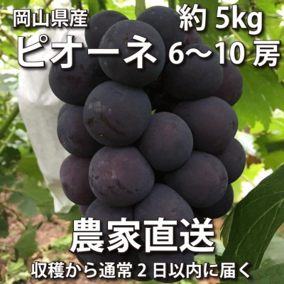 ピオーネ 約5kg 6〜10房【2023年産予約・発送9月中旬~】農家直送 岡山