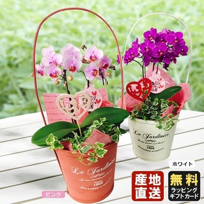 ミニ胡蝶蘭 ギフト ミニ胡蝶蘭 ミディ 胡蝶蘭 6号鉢植え 2本立て アンティークバスケット 観葉植物寄せタイプ 母の日 プレゼント お祝い 父の日 通販 Lineポイント最大get Lineショッピング