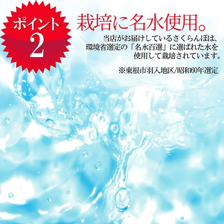 さくらんぼ 佐藤錦 2L 1kg（500g×2) 山形 特秀 贈答品 2024 山形県産 サクランボ 大粒 取り寄せ 送料無料 (遠方送料加算)