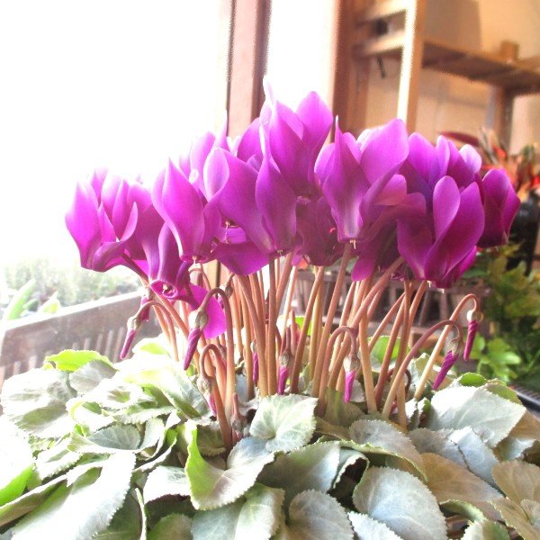 ブルー シクラメン 月下 5号鉢サイズ 鉢植え ジャパンフラワーセレクション受賞品種 青色 大栄花園 サントリー 薫る花 フラワー 鉢花 花鉢 お歳暮 御歳暮 通販 Lineポイント最大0 5 Get Lineショッピング