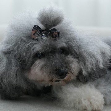 NO.72 蝴蝶結髮夾