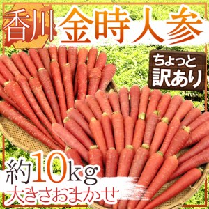 香川県 ”金時人参” ちょっと訳あり 約10kg 大きさおまかせ 送料無料