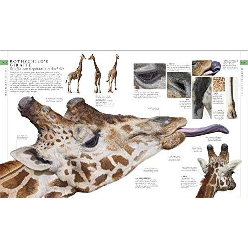 The Natural History Book (DK Definitive Visual Encyclopedias)