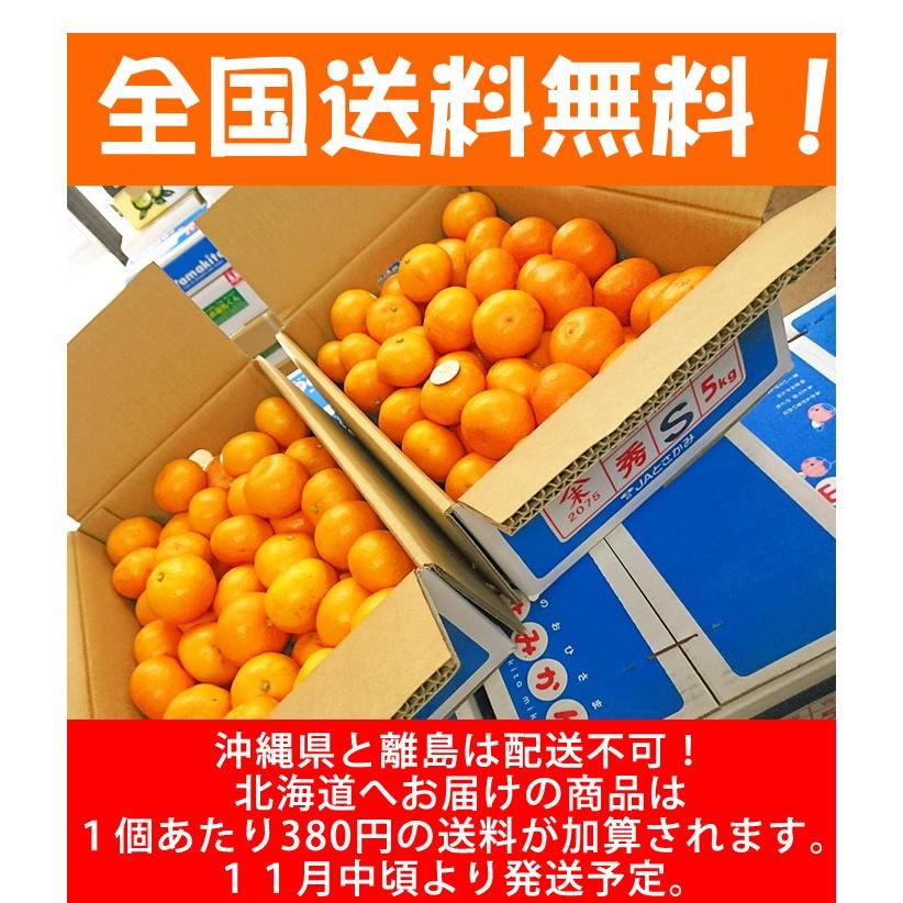山北みかん　MSサイズ限定5kg みかん蜜柑 中級品　高知産