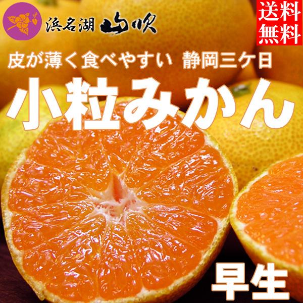 小粒みかん 浜名湖三ケ日みかん 早生 ５kg 送料無料 規格外サイズ