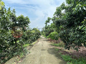 百欉玉荷苞果園｜高雄市杉林區雙坑段