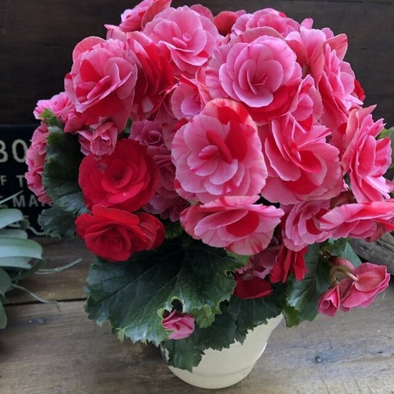 ストロベリーフィールズ ベゴニア ピンク 赤 花 通販 Lineポイント最大0 5 Get Lineショッピング