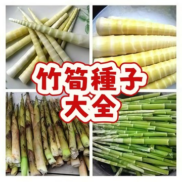 次日達-（竹筍種子大全） 當季新籽 發芽率高 脆嫩爽口 營養豐富  撒籽就活   農家自留種 #超優惠