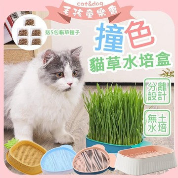 水培貓草盒 種植貓草 💓買1送5 特價中💓 貓草水培盒 【免用土】 新鮮貓草 貓用小麥草 寵物生菜 貓草Diy 無土貓草