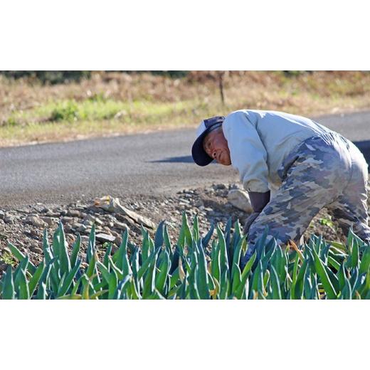 ふるさと納税 群馬県 下仁田町 別名“殿様ねぎ”　大澤農園の下仁田葱（M 25本） F21K-019