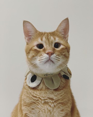 拼花一朵花領巾 -【 地下室的收藏品 杏 】