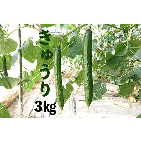 ふるさと納税 新鮮きゅうり3kg 埼玉県加須市