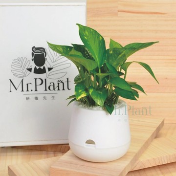 【拈花x研植】黃金葛│雪胖盆│懶人盆栽│窗邊植物│新手植物│淨化空氣│招財植物│觀葉植物│質感盆栽