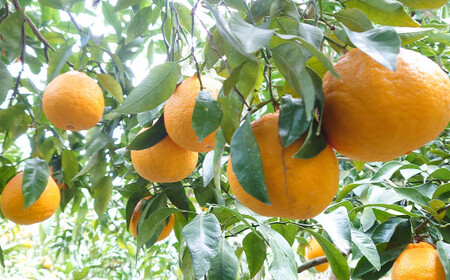  木成り 完熟 葉付き 不知火 約3.5kg フルーツ 蜜柑 柑橘 国産 長崎県産 九州産 デコポンと同一品種
