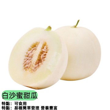 臺灣香瓜種子 白皮甜瓜籽 超甜白肉洋香瓜 春季秋季種植 薄皮高產 家庭菜園 陽台盆栽 瓜果栽培 當季適播 易栽好種