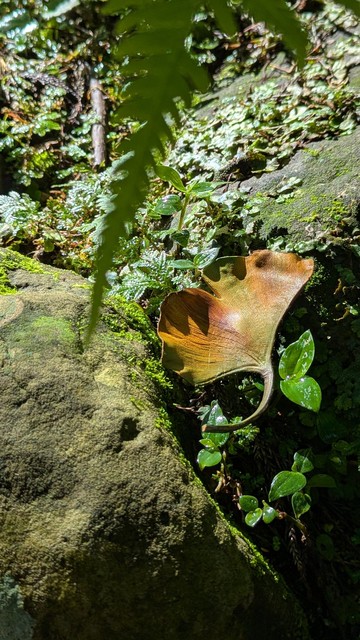 銀杏葉-徽章別針-全手工真皮製