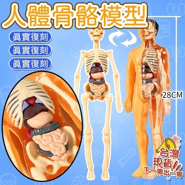 人體器官模型 人體拼裝模型 人體器官玩具人體骨架模型仿真拚裝軀幹結構內臟科敎類玩具 人體器官模型 人體仿真模型