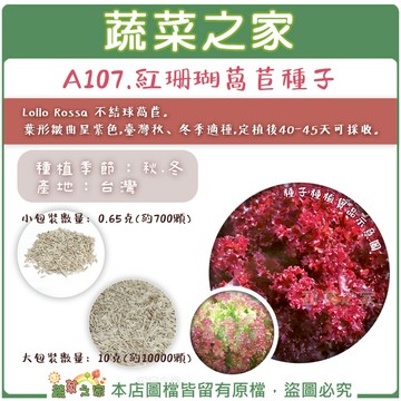 【蔬菜之家】A107.紅珊瑚萵苣種子 (共2種包裝可選)