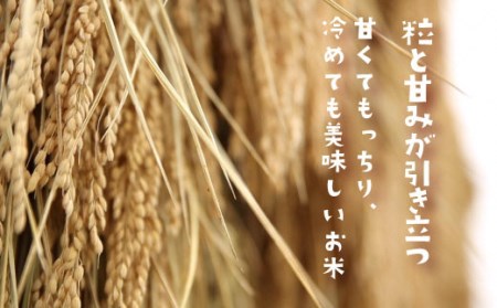 G3-06旧山古志村のこしひかり「たねすはら米」白米10kg（新潟県産コシヒカリ）