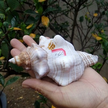 天然海螺貝殼赤旋螺大羊角螺 魚缸水族造景拍攝道具擺件 家居裝飾